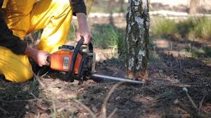 Best Tree and Shrub Care  in Great River, NY