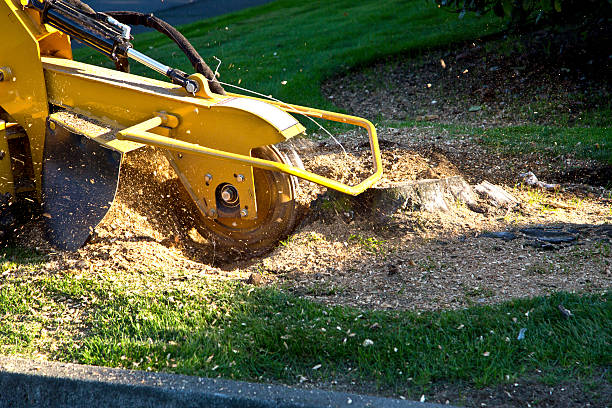 Best Grass Overseeding  in Great River, NY