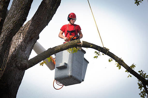 Best Hazardous Tree Removal  in Great River, NY