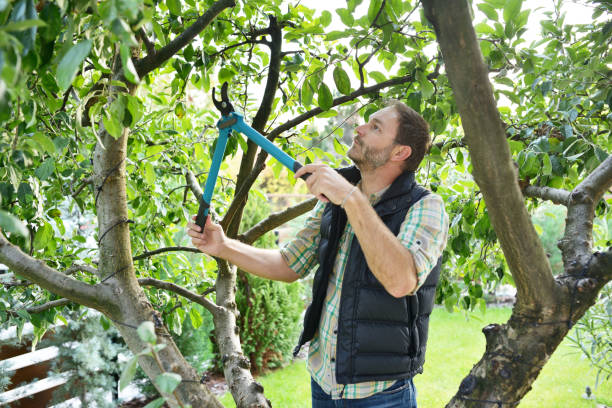 Best Tree Maintenance Programs  in Great River, NY